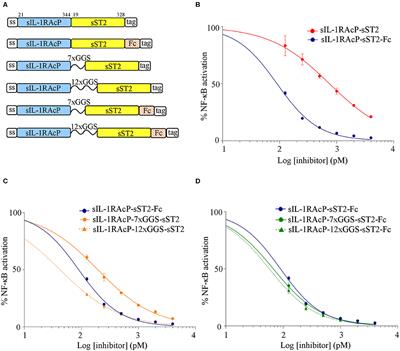 Single-Chain Soluble Receptor Fusion Proteins as Versatile Cytokine Inhibitors